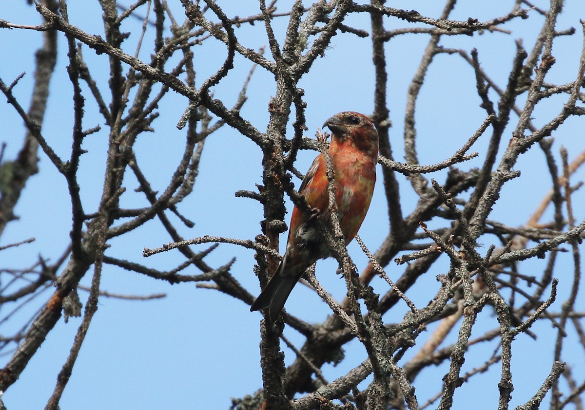 Red Crossbill - ML374583301