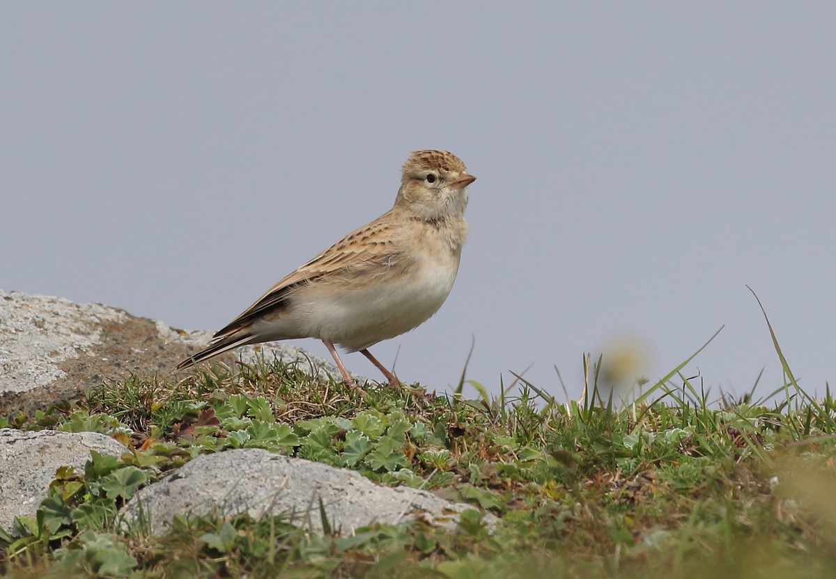 Greater Short-toed Lark - ML374583461