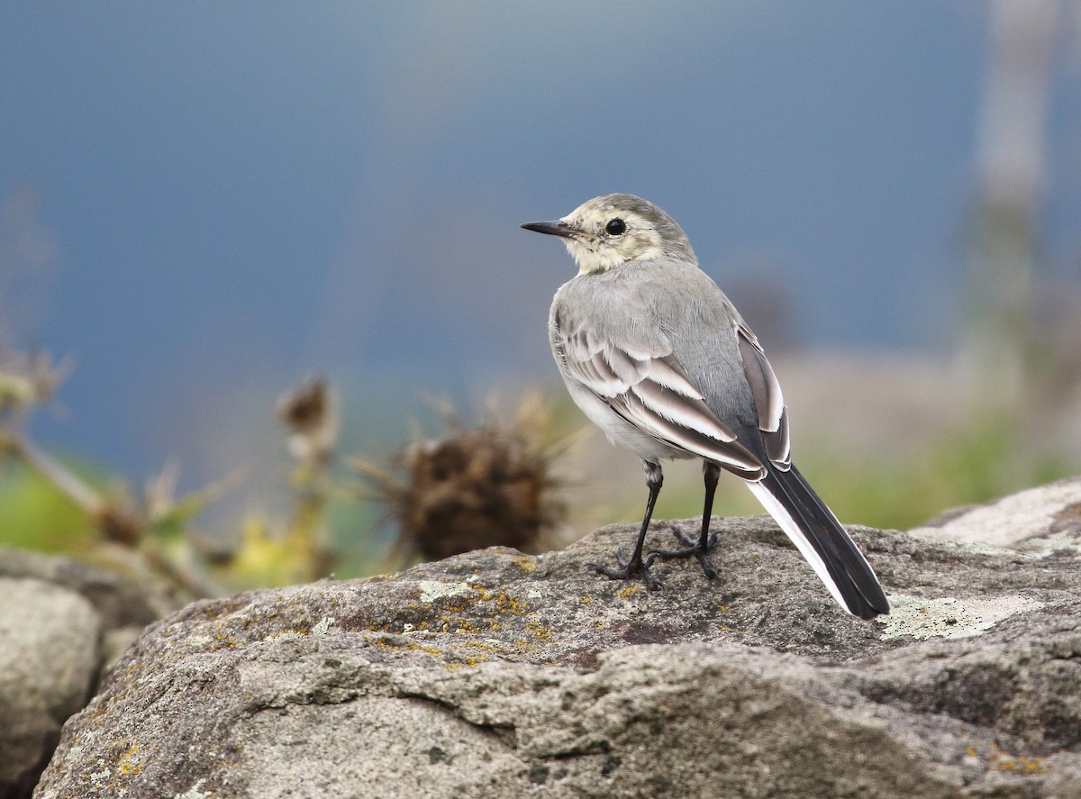 White Wagtail - ML374583601