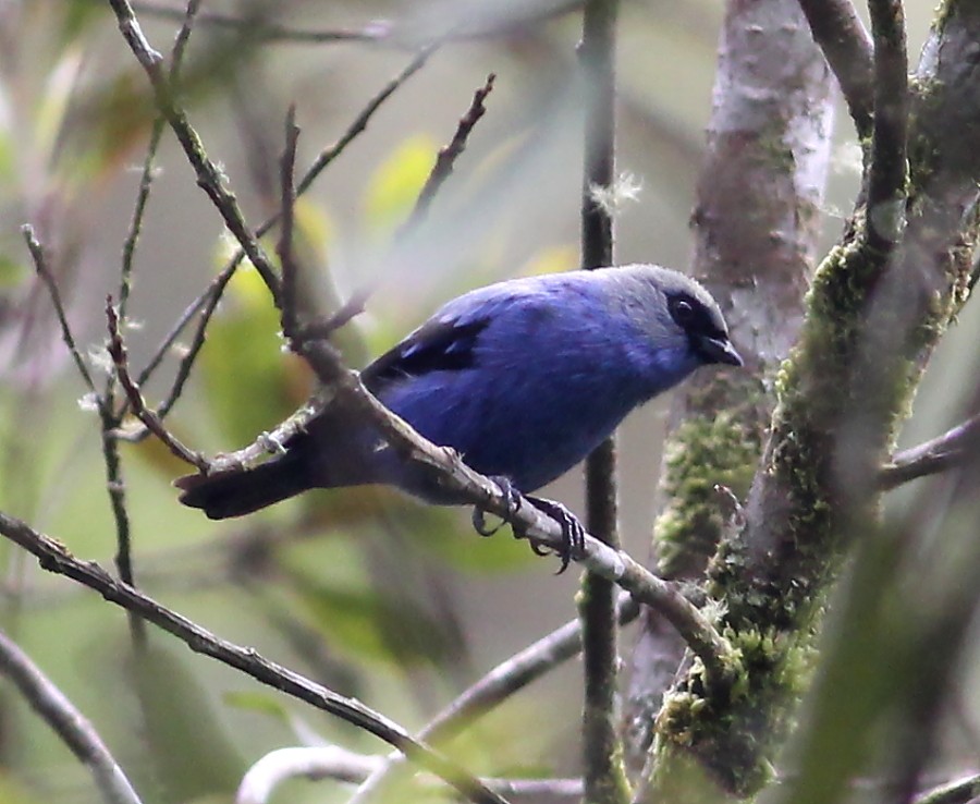 Blue-and-black Tanager - Jason Leifester