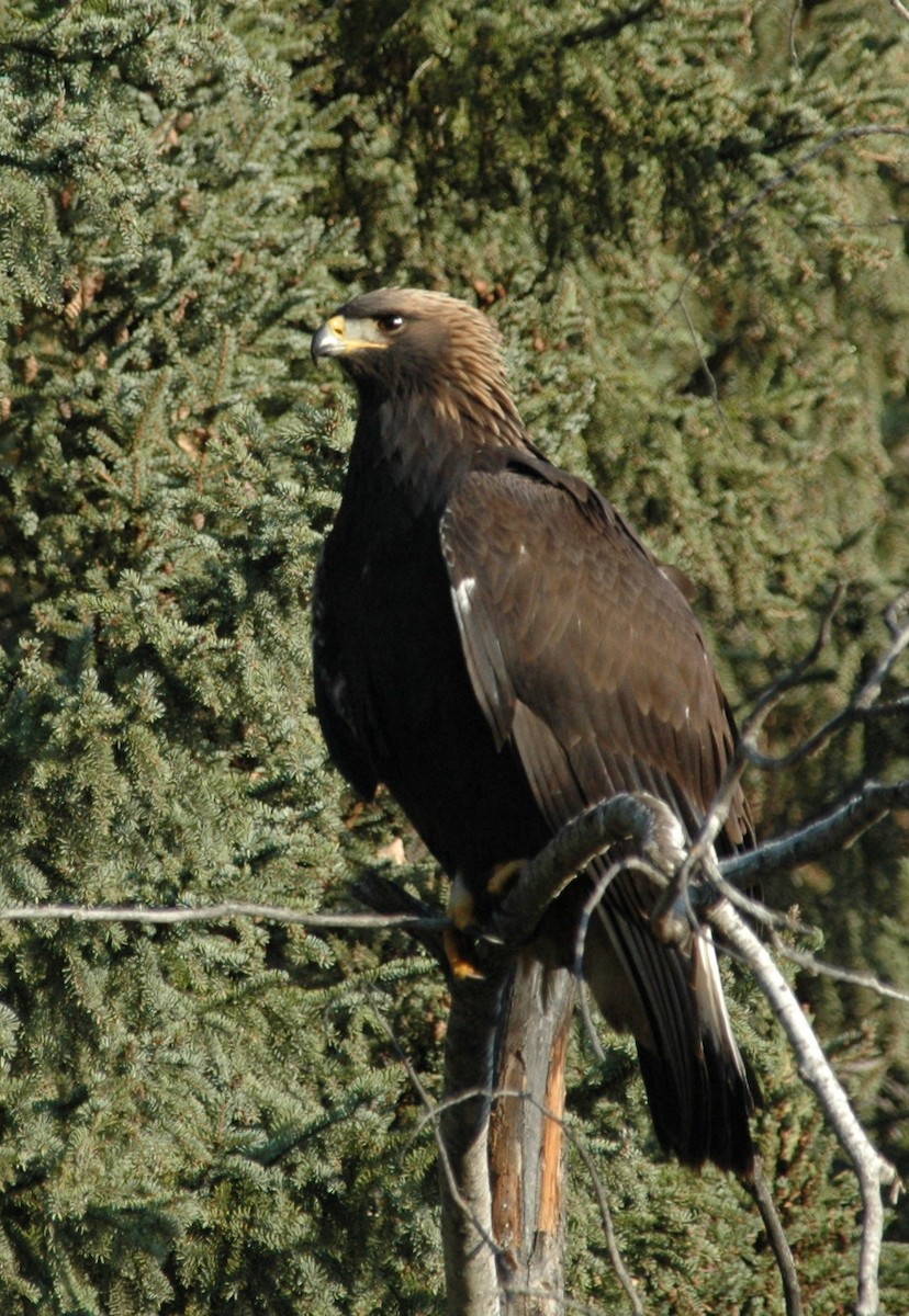 Golden Eagle - ML37458491