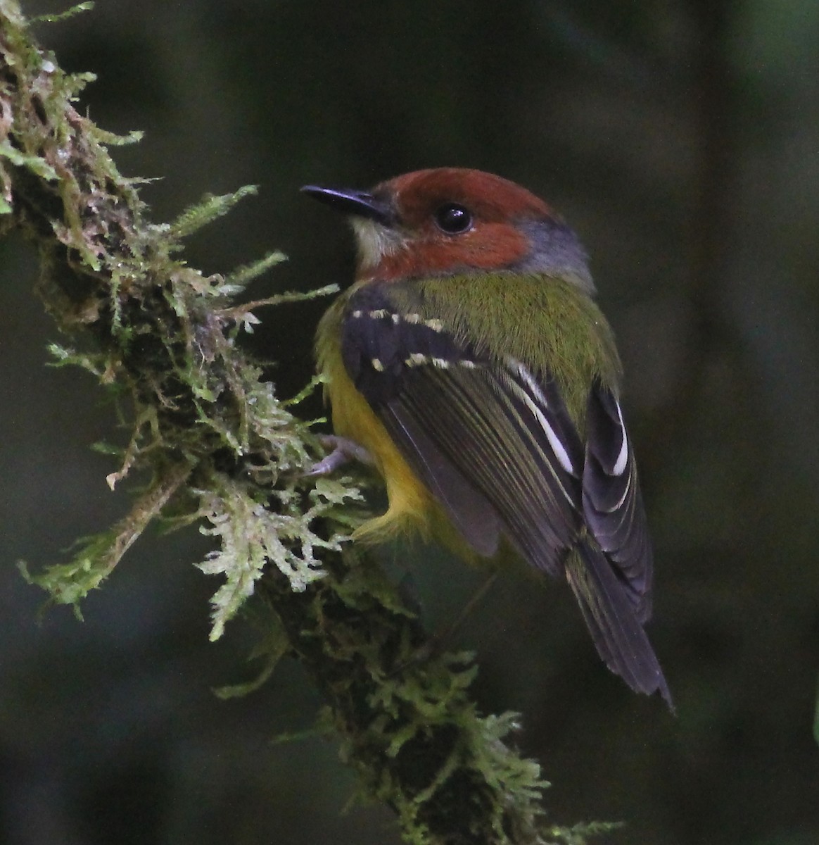 Johnson's Tody-Flycatcher - Jason Leifester