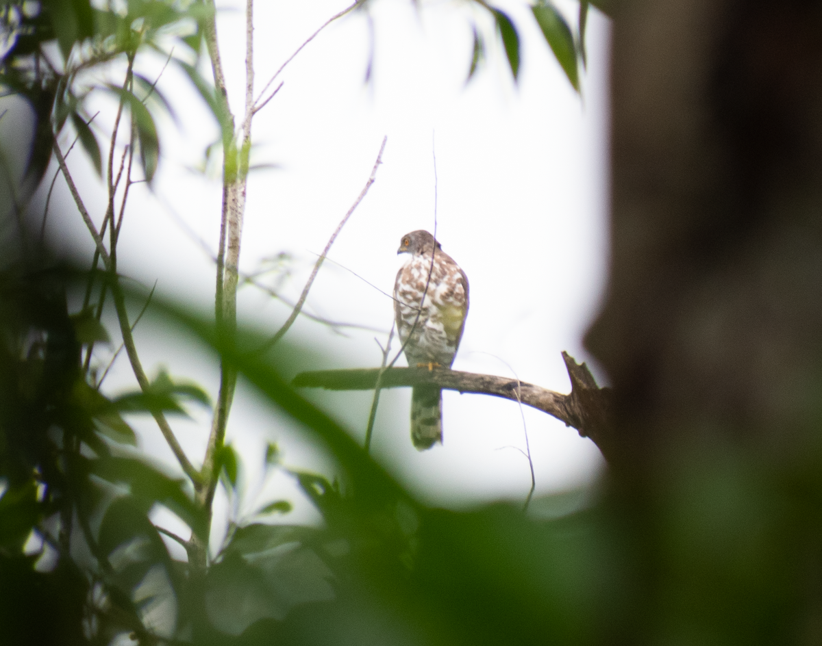 Crested Goshawk - ML374587411