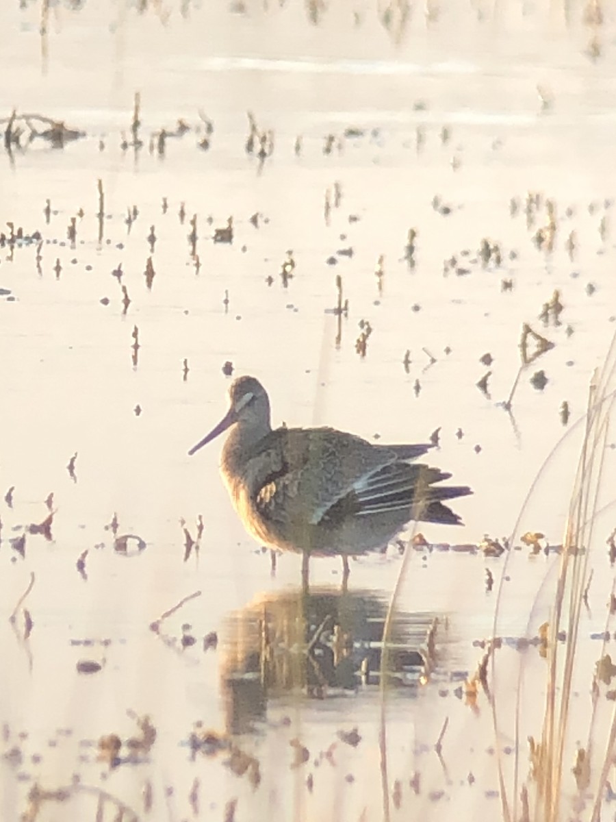 Hudsonian Godwit - ML374587471