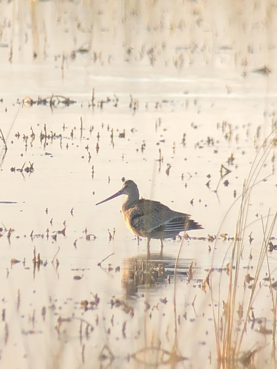 Hudsonian Godwit - ML374587481