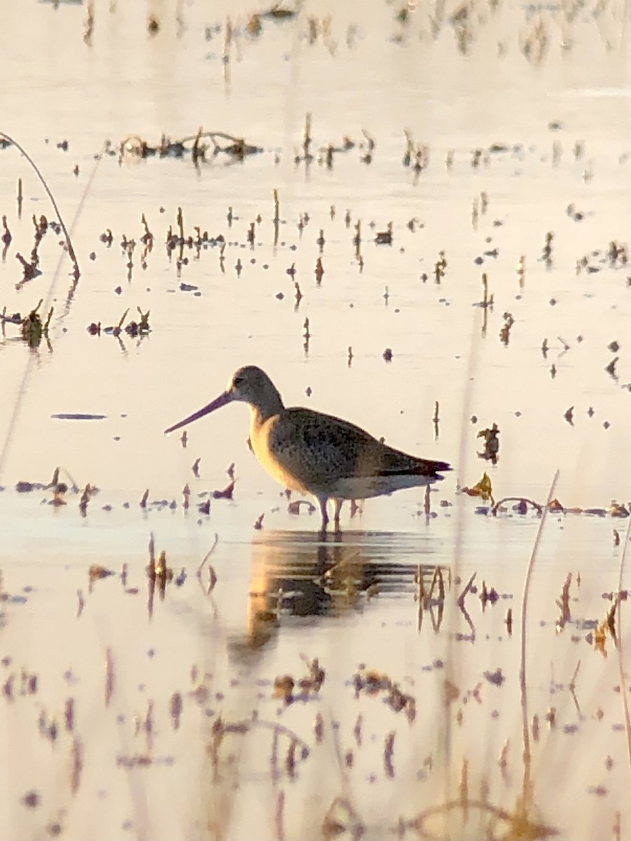 Hudsonian Godwit - Marilyn Ohler