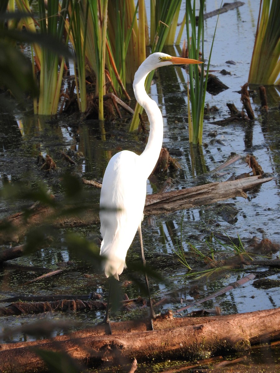 Great Egret - ML374589561