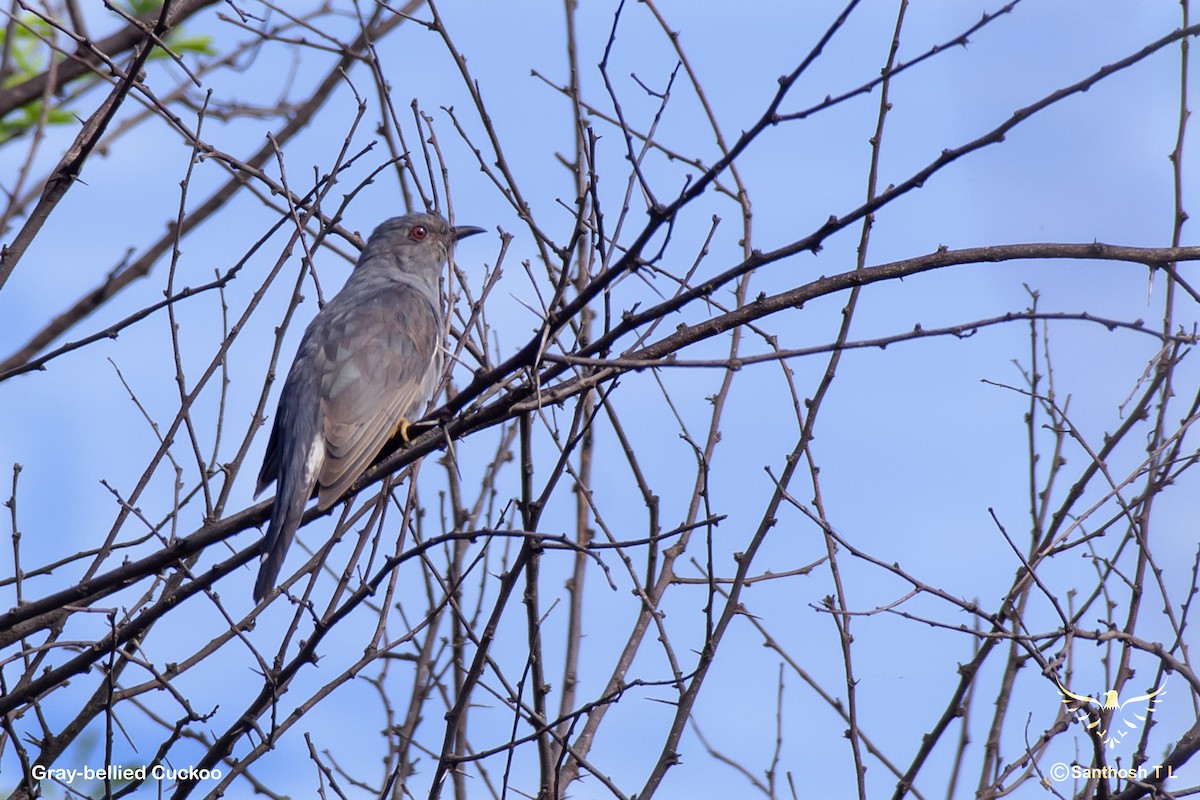 Gray-bellied Cuckoo - ML374590381