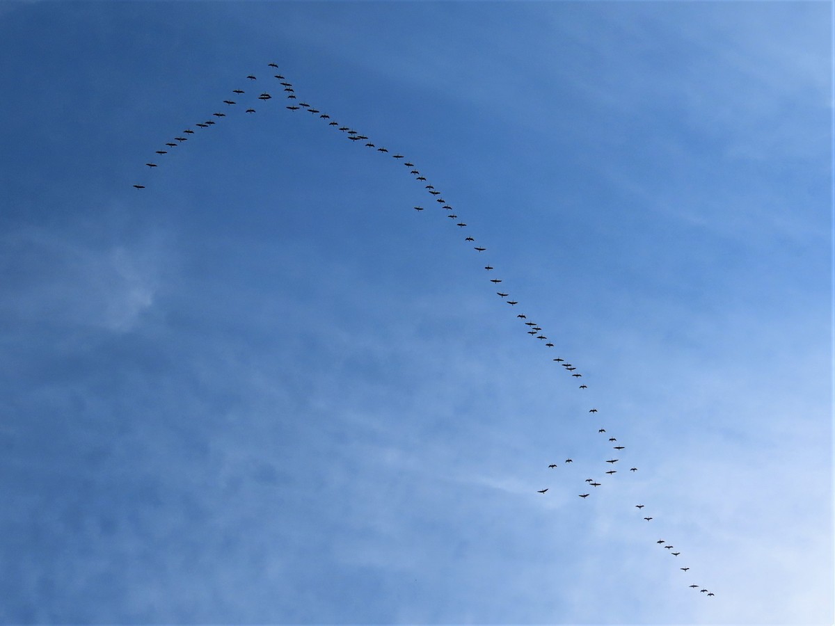 Канад галуу - ML374592411