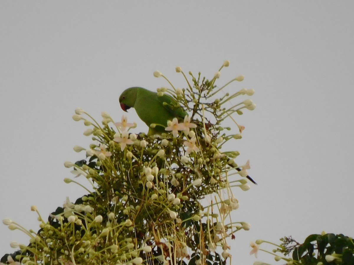 Psittaciformes sp. (parakeet sp.) - ML374592881