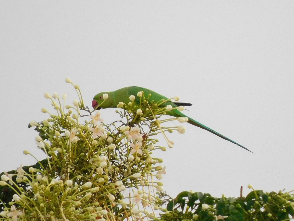 Psittaciformes sp. (parakeet sp.) - ML374592991