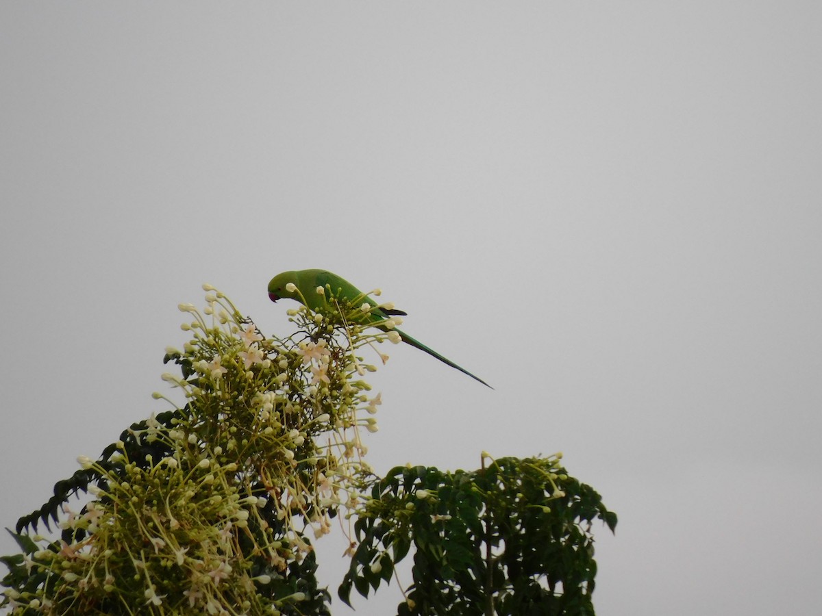 Psittaciformes sp. (parakeet sp.) - ML374593011