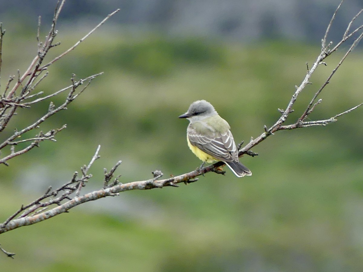 Western Kingbird - ML374593061