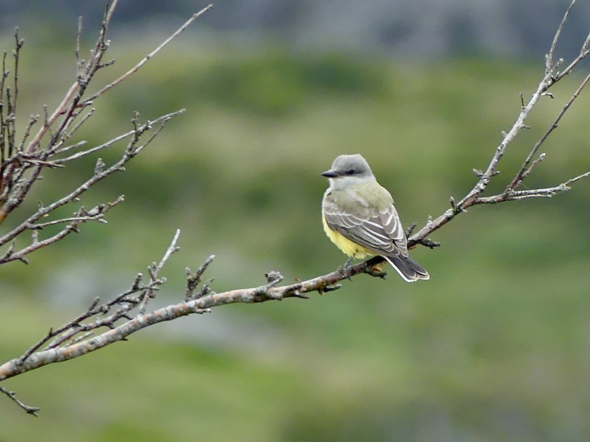 Western Kingbird - ML374593071