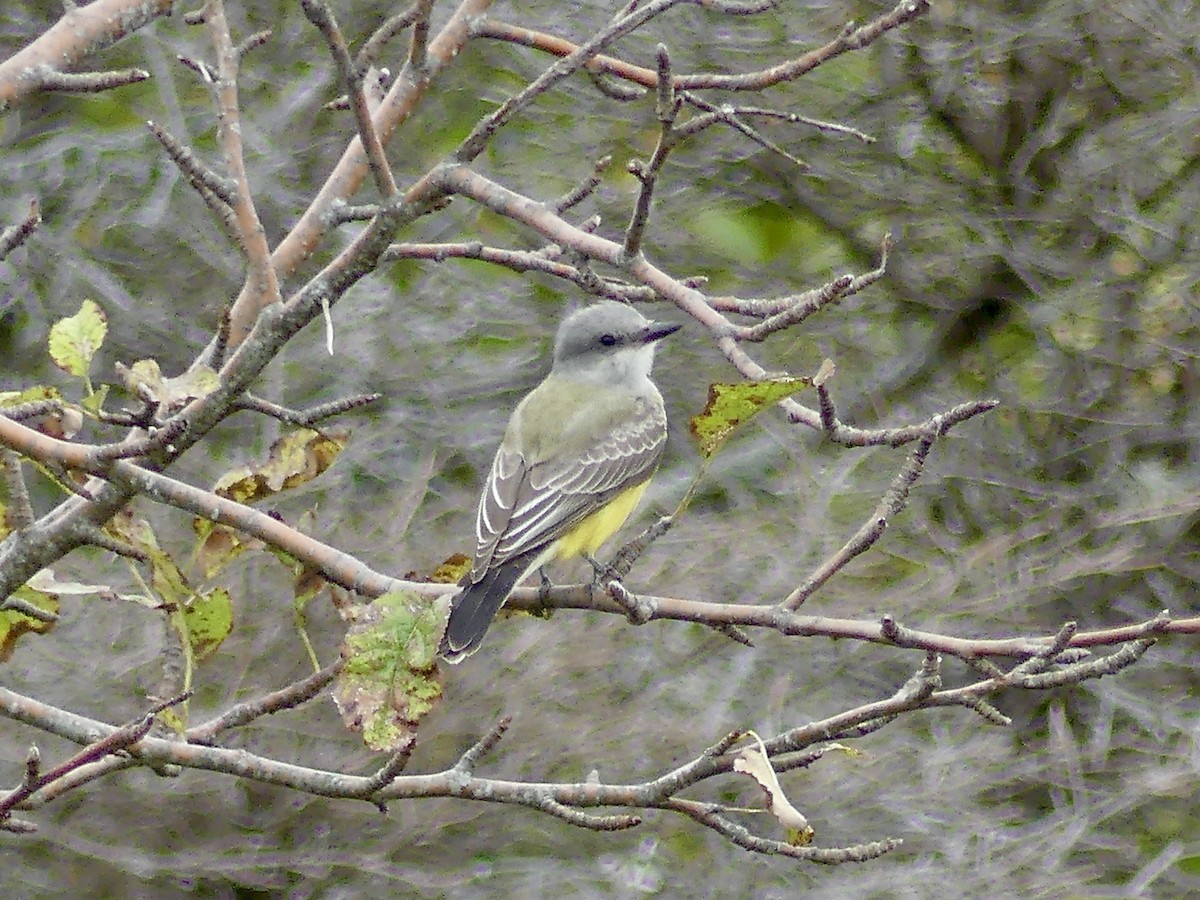 Western Kingbird - ML374593081