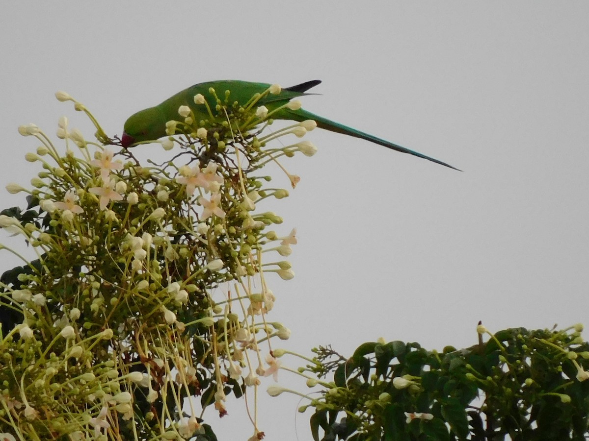 Psittaciformes sp. (parakeet sp.) - ML374593131