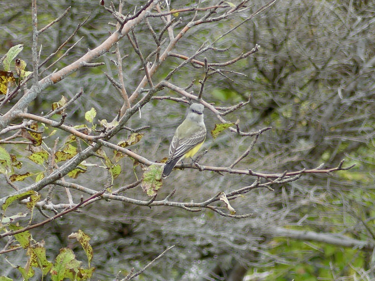 Western Kingbird - ML374593181