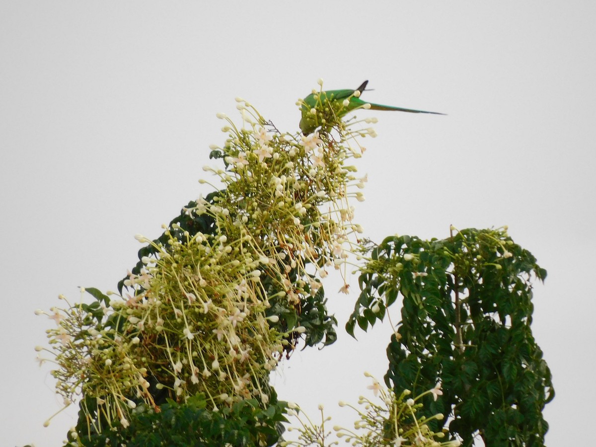 Psittaciformes sp. (parakeet sp.) - ML374593291