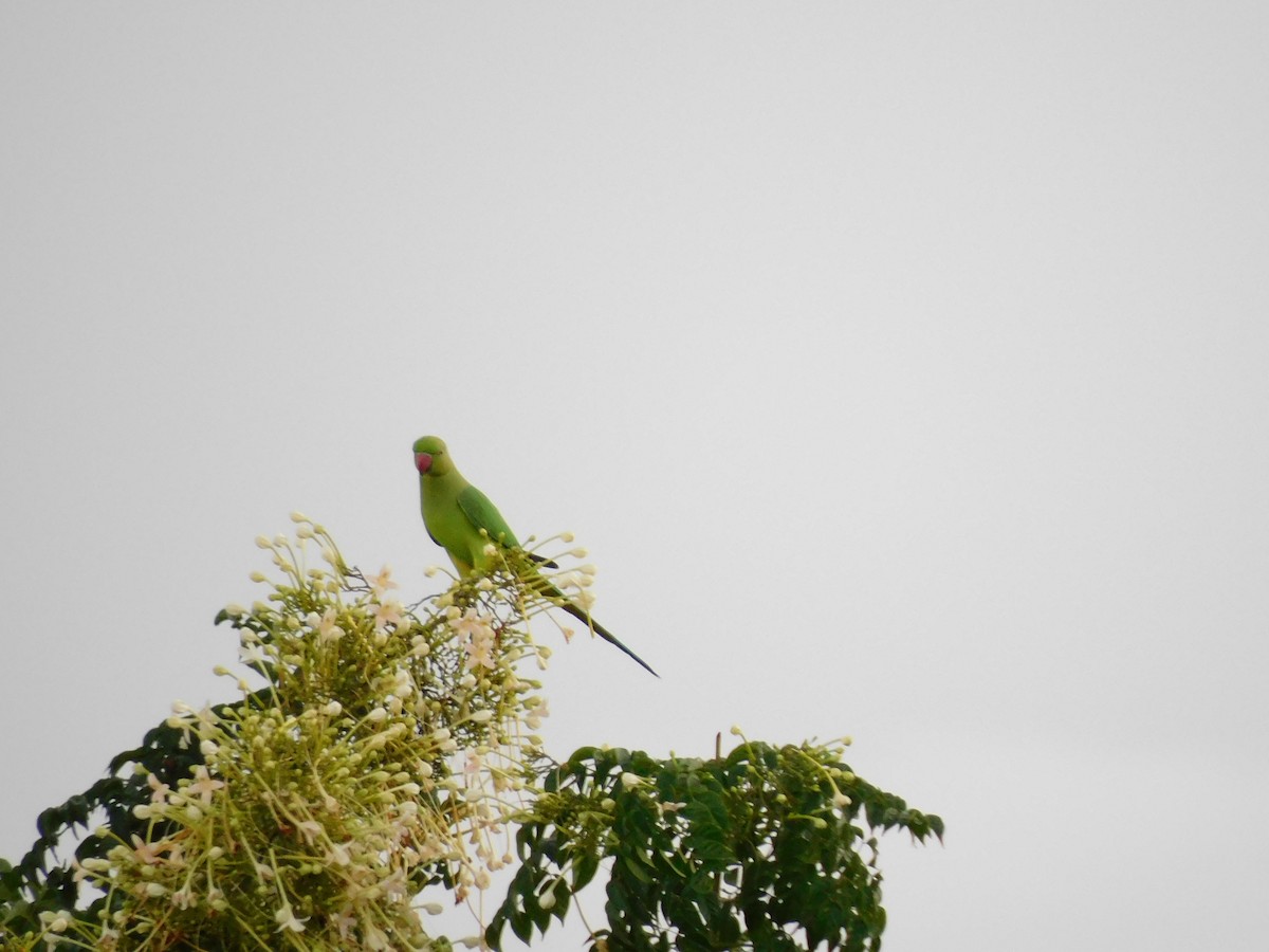 parakeet sp. - Gayathri Mukunda