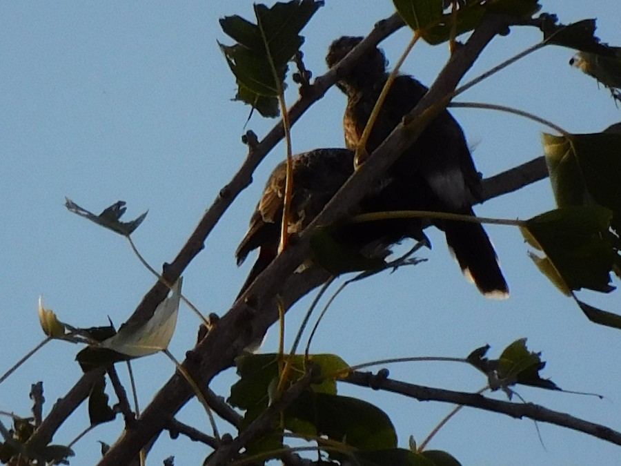 Bulbul (Microtarsus/Rubigula/Pycnonotus) sp. - eBird