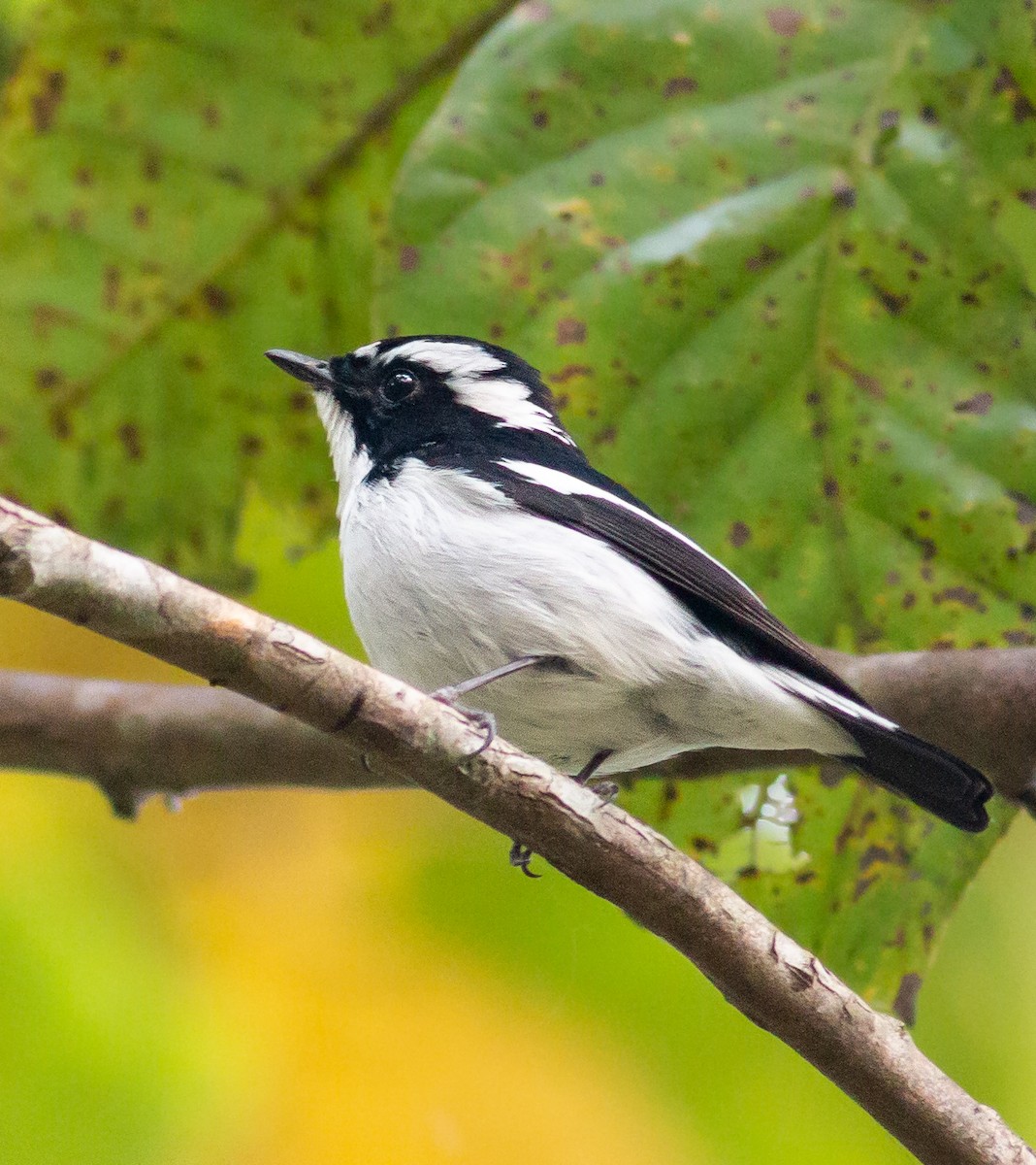 Little Pied Flycatcher - Zaber Ansary -BirdingBD Tours