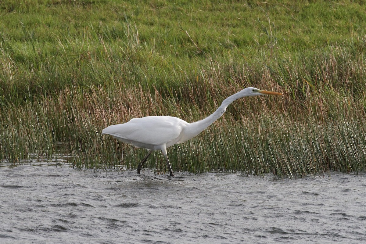 Great Egret - ML374594411