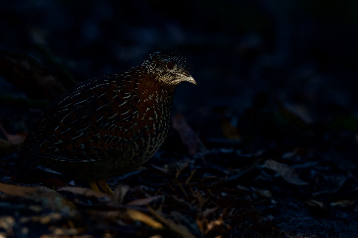 Painted Buttonquail - ML374594651