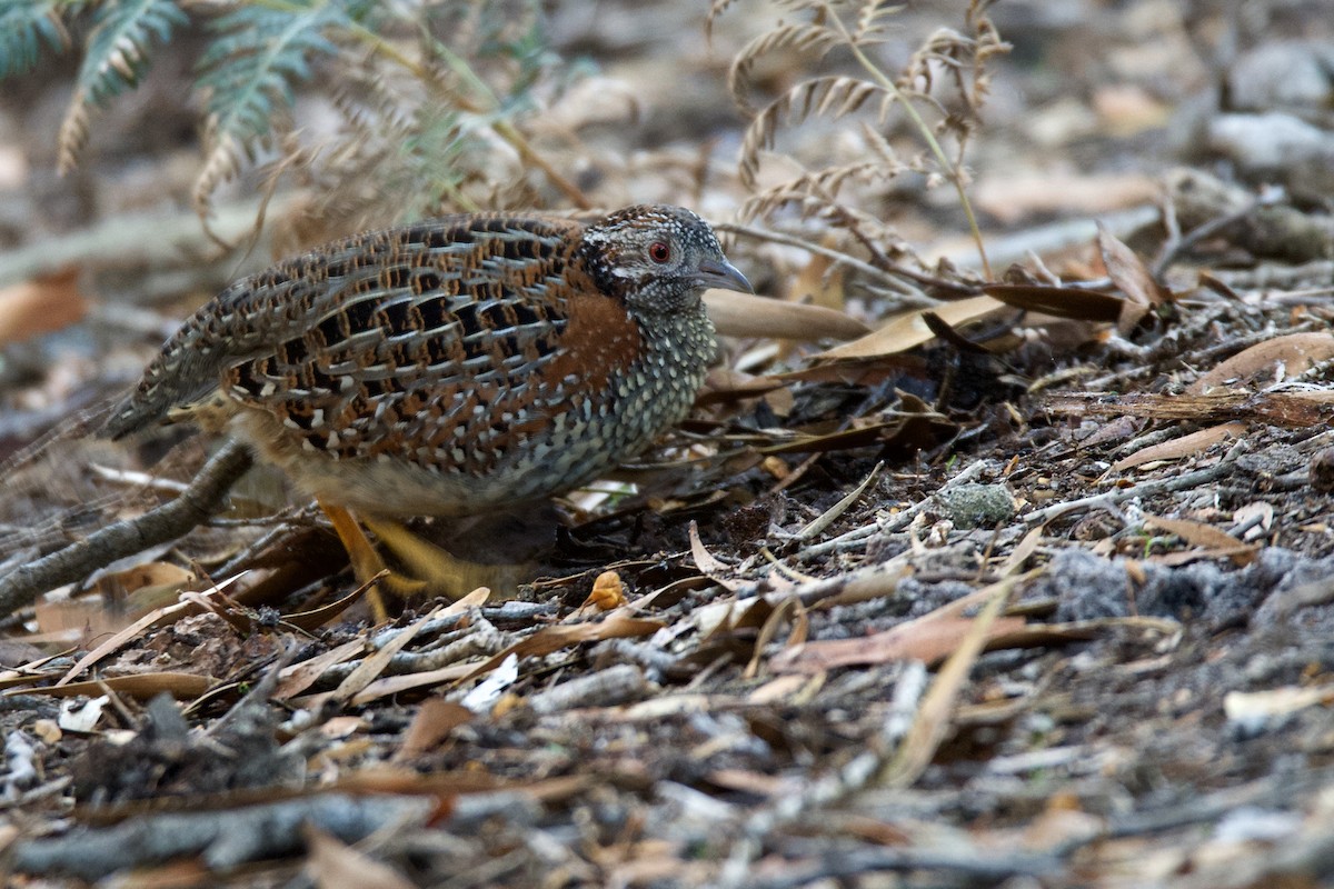 Painted Buttonquail - ML374594671