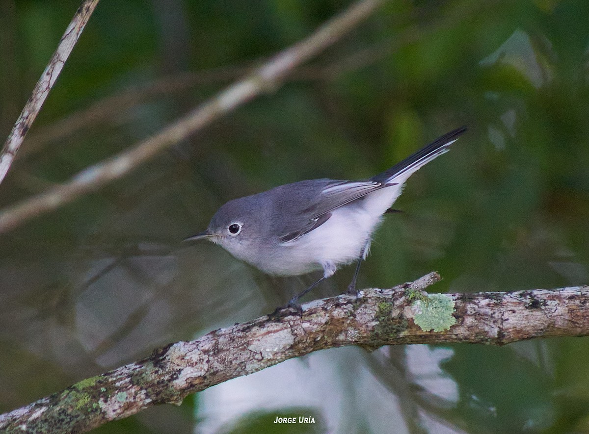 Blue-gray Gnatcatcher - ML374595461