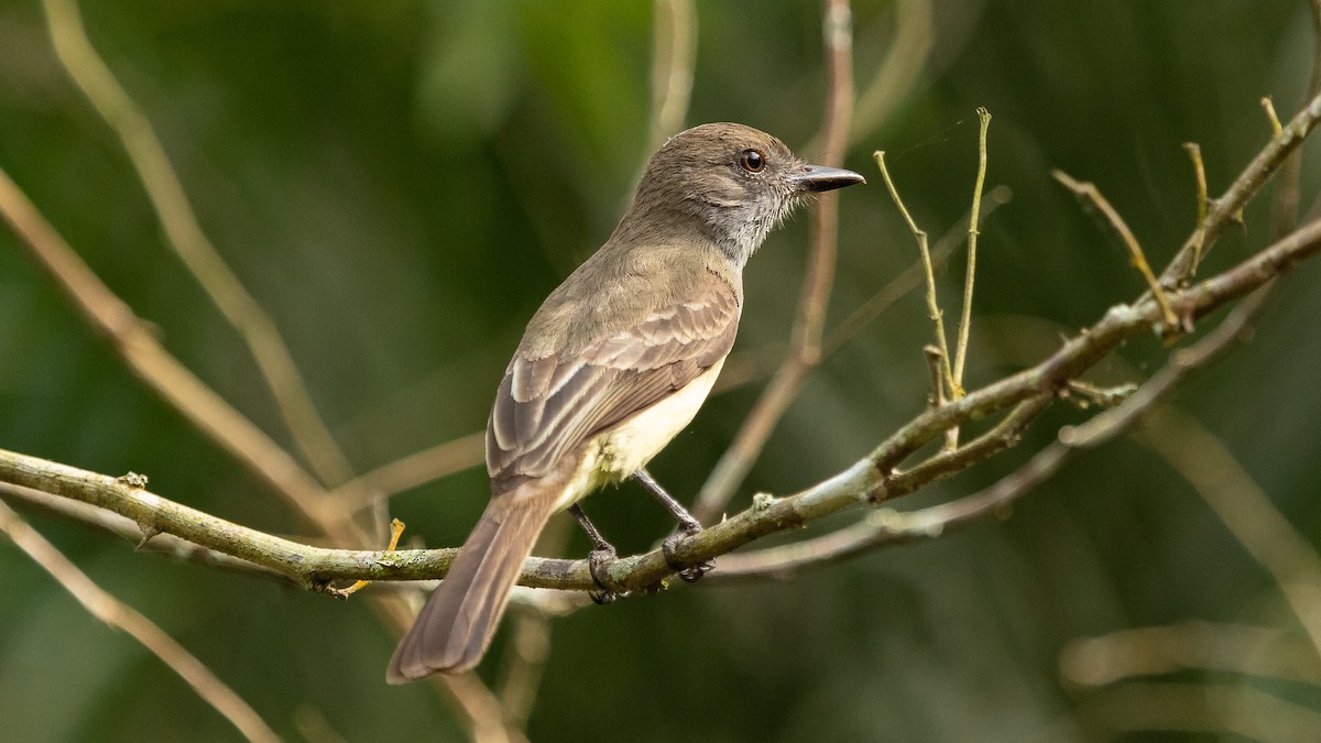 Short-crested Flycatcher - Ricardo Mitidieri