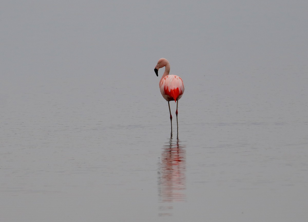 Chilean Flamingo - Enrique Sanz