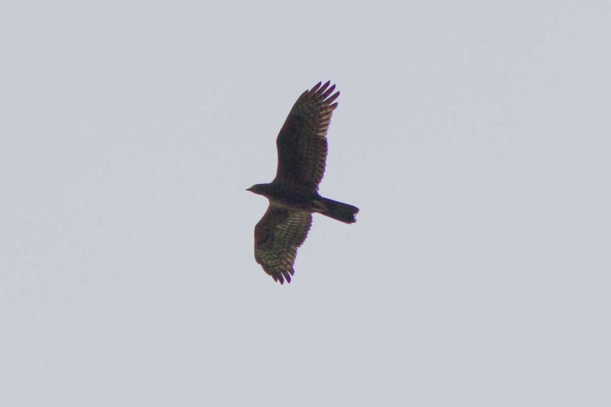 Oriental Honey-buzzard - ML374596191