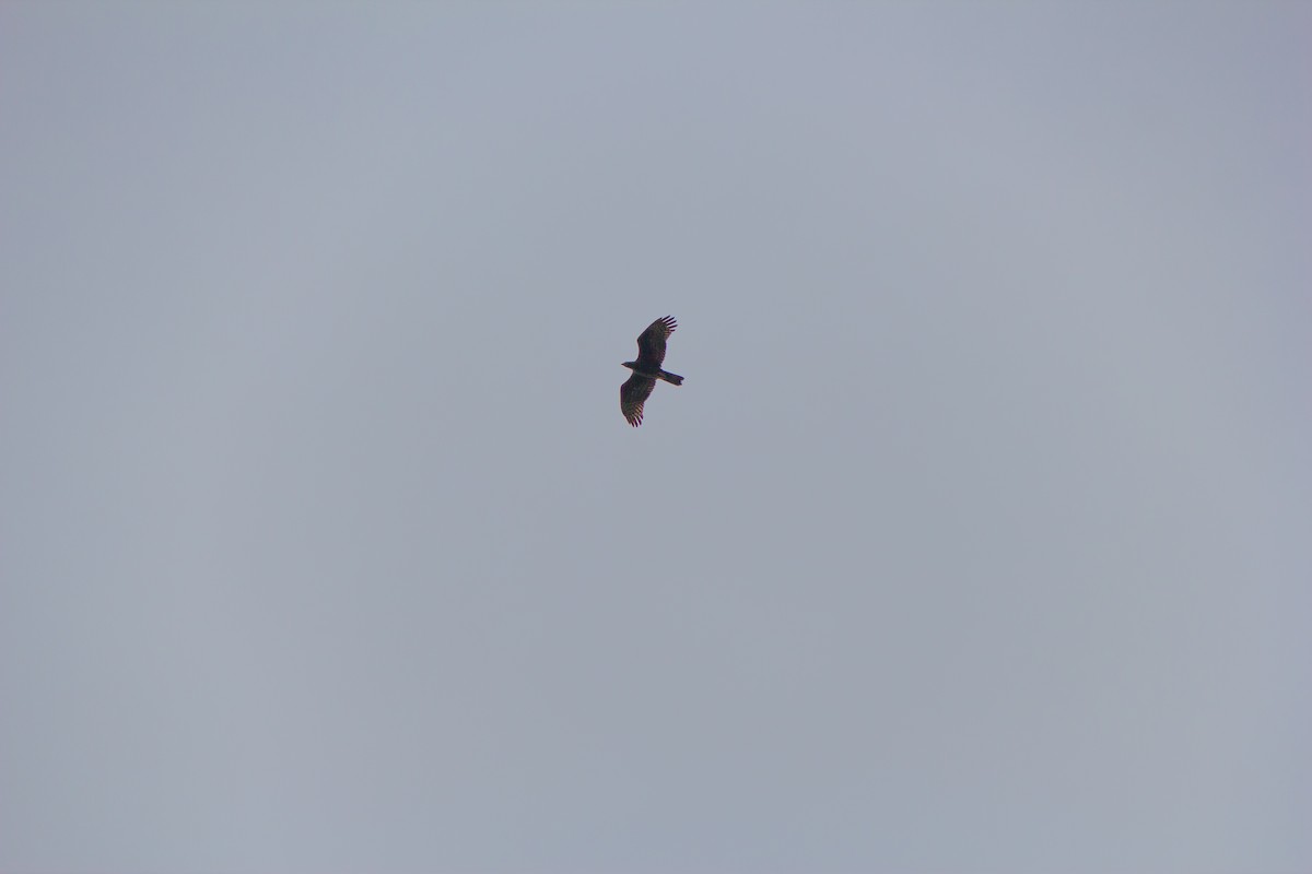 Oriental Honey-buzzard - ML374596241