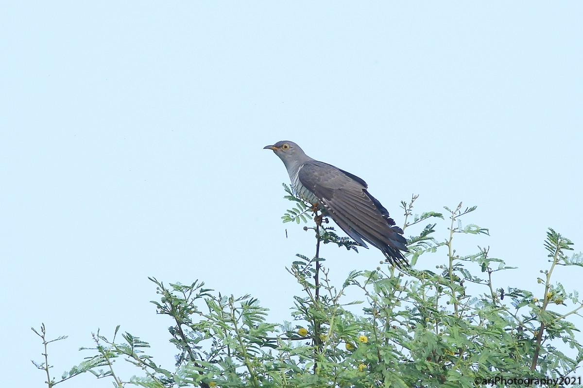 Common Cuckoo - ML374598451