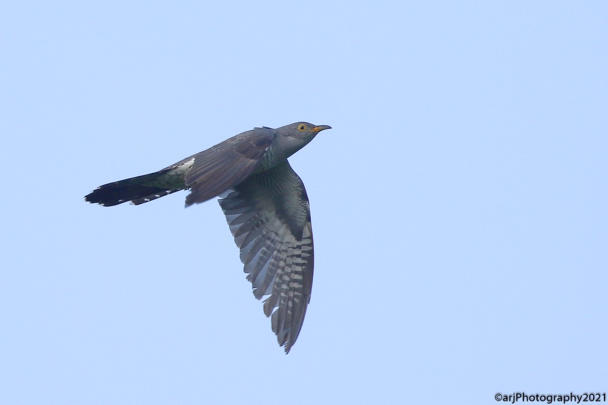 Common Cuckoo - ML374598461