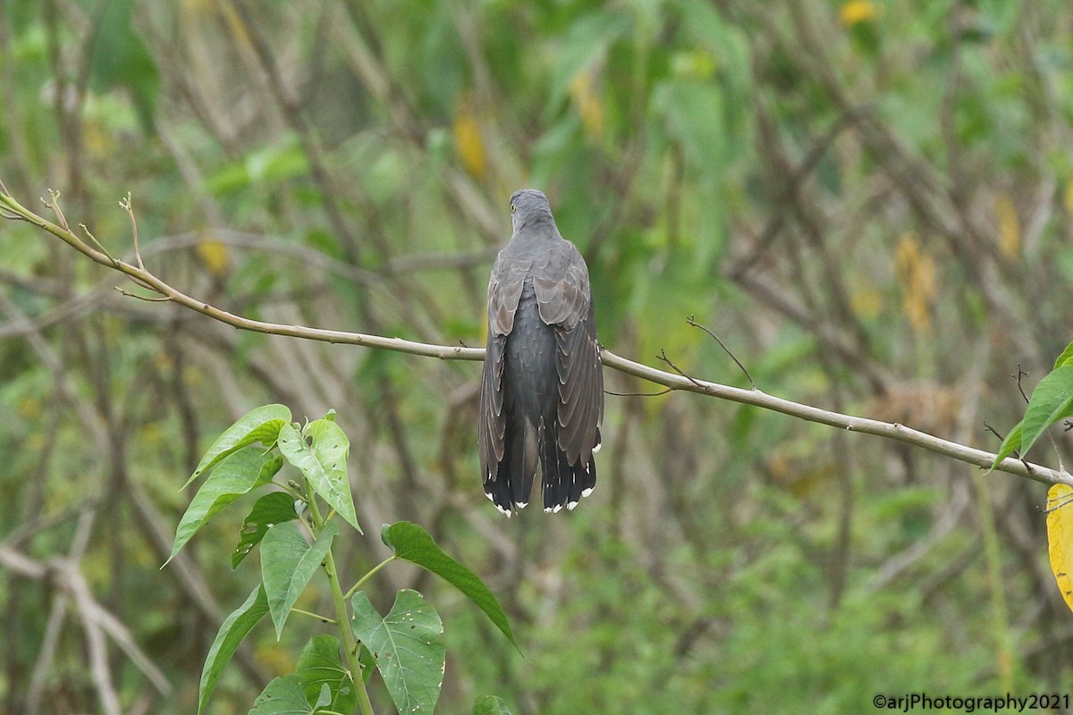 Common Cuckoo - ML374598511