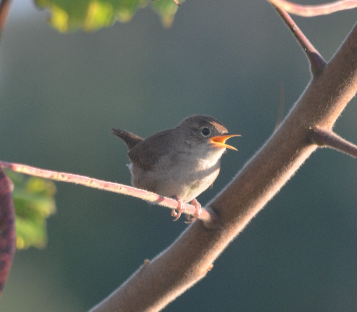 House Wren - Jonathan Cobb