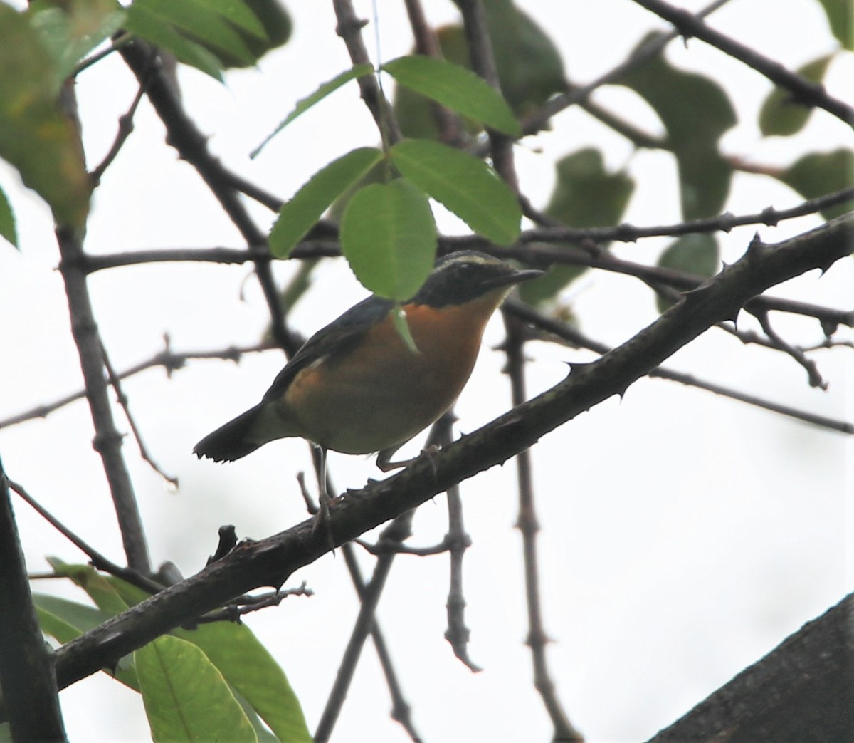 Indian Blue Robin - ML374601661