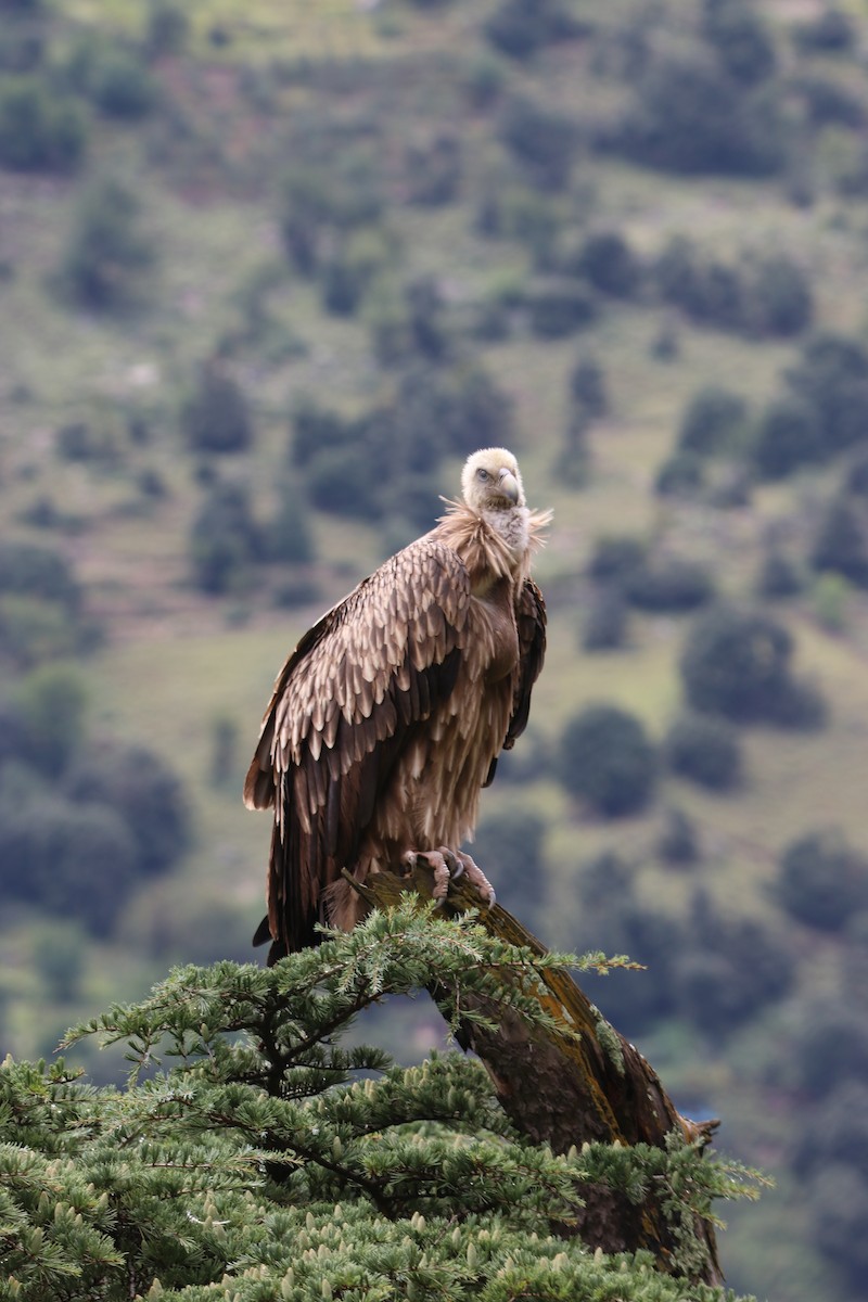 Himalayan Griffon - Ninad Vilankar