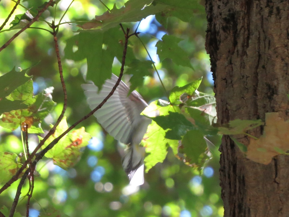 Chestnut-sided Warbler - ML374603821