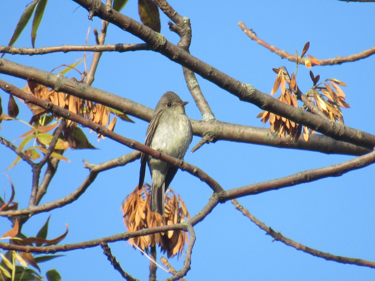 Eastern Wood-Pewee - ML374604421