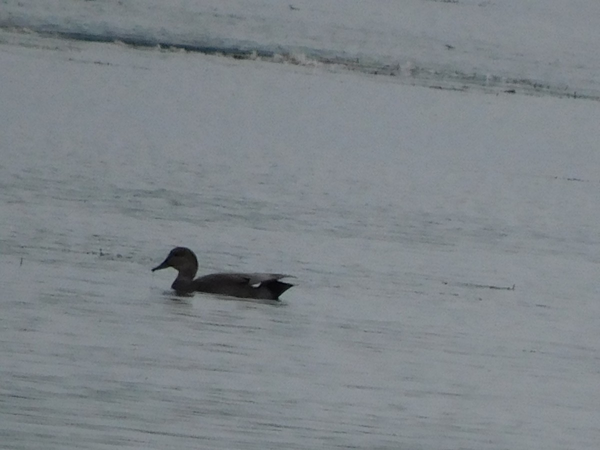 Gadwall - ML374607121