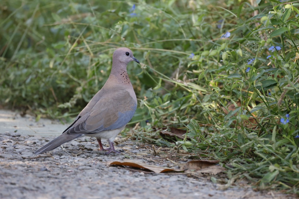 Laughing Dove - Virendra Goswami