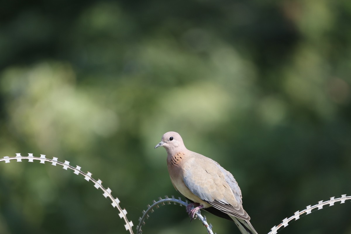 Laughing Dove - Virendra Goswami