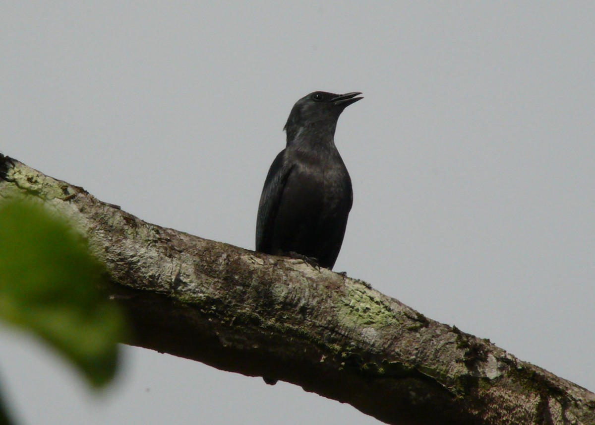 Kenrick's Starling - Justyn Stahl