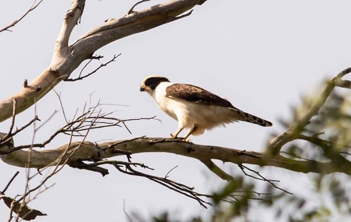 Laughing Falcon - ML374609871