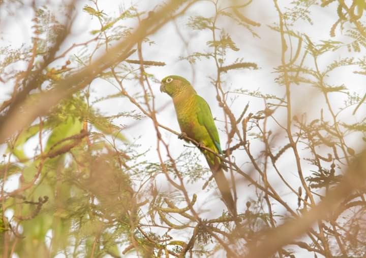 Maroon-bellied Parakeet - ML374610051