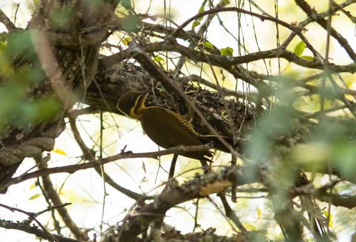 Golden-green Woodpecker - Leonardo Caballero