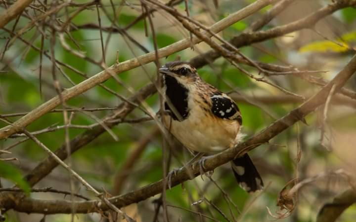 Stripe-backed Antbird - ML374610591