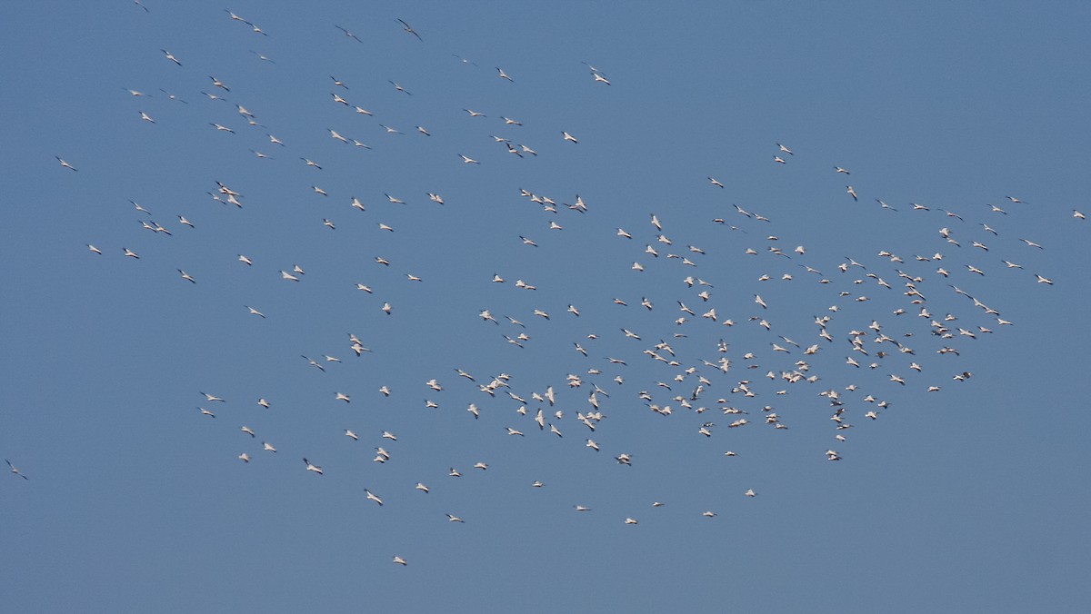 שקנאי מצוי - ML374610641